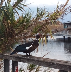 Cairina moschata domestica