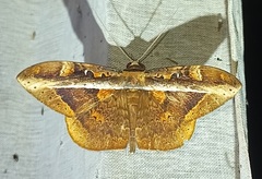 Hemeroblemma opigena