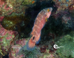 Symphodus mediterraneus