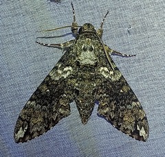 Manduca corallina