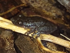Scinax staufferi