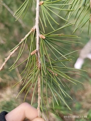 Cedrus deodara