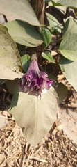 Datura metel