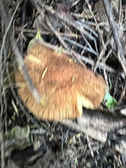 Tricholomopsis scabra