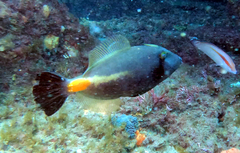 Meuschenia flavolineata