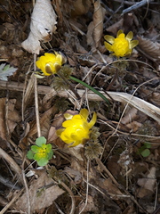 Adonis amurensis