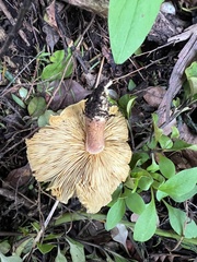 Tricholomopsis scabra