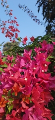 Bougainvillea spectabilis