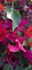 Bougainvillea spectabilis
