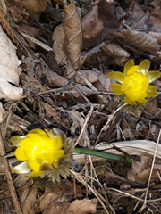 Adonis amurensis