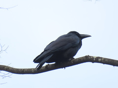 Corvus macrorhynchos