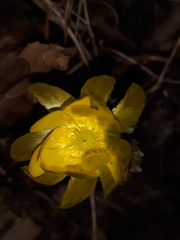 Adonis amurensis