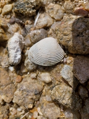 Katelysia rhytiphora