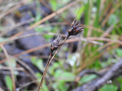 Schoenus nigricans