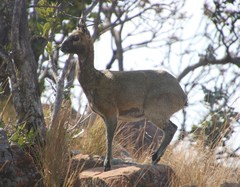 Oreotragus oreotragus transvaalensis