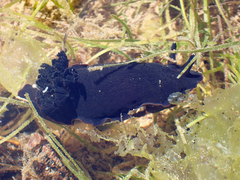 Dendrodoris arborescens