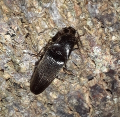 Ochosternus zealandicus