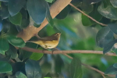 Phylloscopus