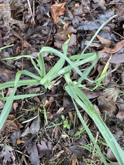 Allium ampeloprasum