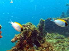 Chromis klunzingeri