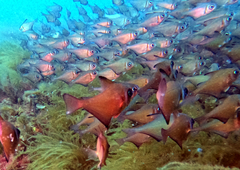 Pempheris klunzingeri