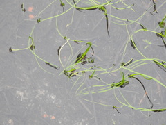 Triglochin scilloides