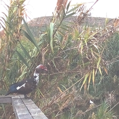 Cairina moschata domestica