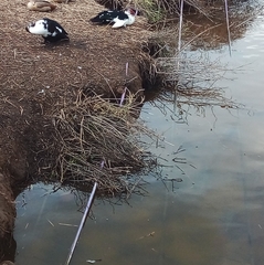 Cairina moschata domestica