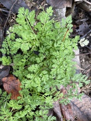 Anthriscus caucalis