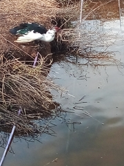 Cairina moschata domestica