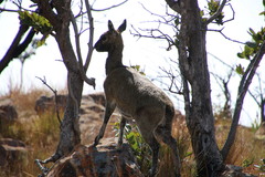 Oreotragus oreotragus transvaalensis
