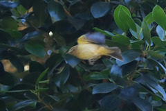 Phylloscopus