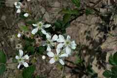 Rubus cuneifolius