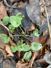 Viola odorata