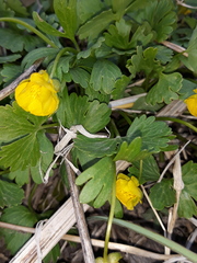 Ranunculus franchetii