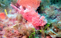 Scorpaena sumptuosa