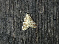Elophila nymphaeata