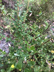 Spyridium parvifolium