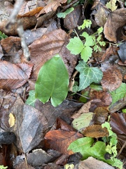 Arum italicum
