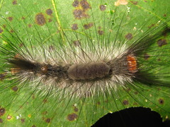 Calliteara conjuncta