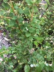 Spyridium parvifolium