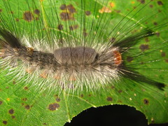 Calliteara conjuncta