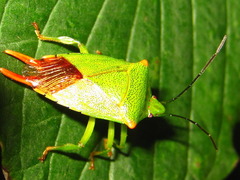 Acanthosoma labiduroides