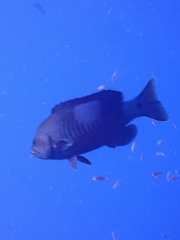Gracila albomarginata