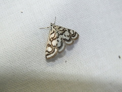 Nymphula nitidulata