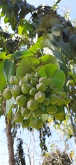 Duabanga grandiflora