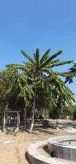 Duabanga grandiflora