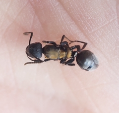 Polyrhachis ornata