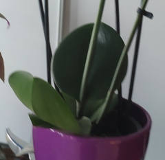 Phalaenopsis amabilis