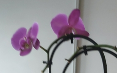 Phalaenopsis amabilis